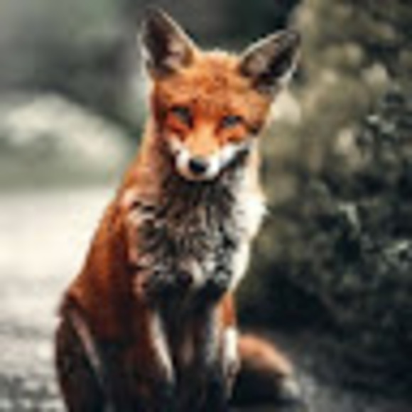 foxrg3
